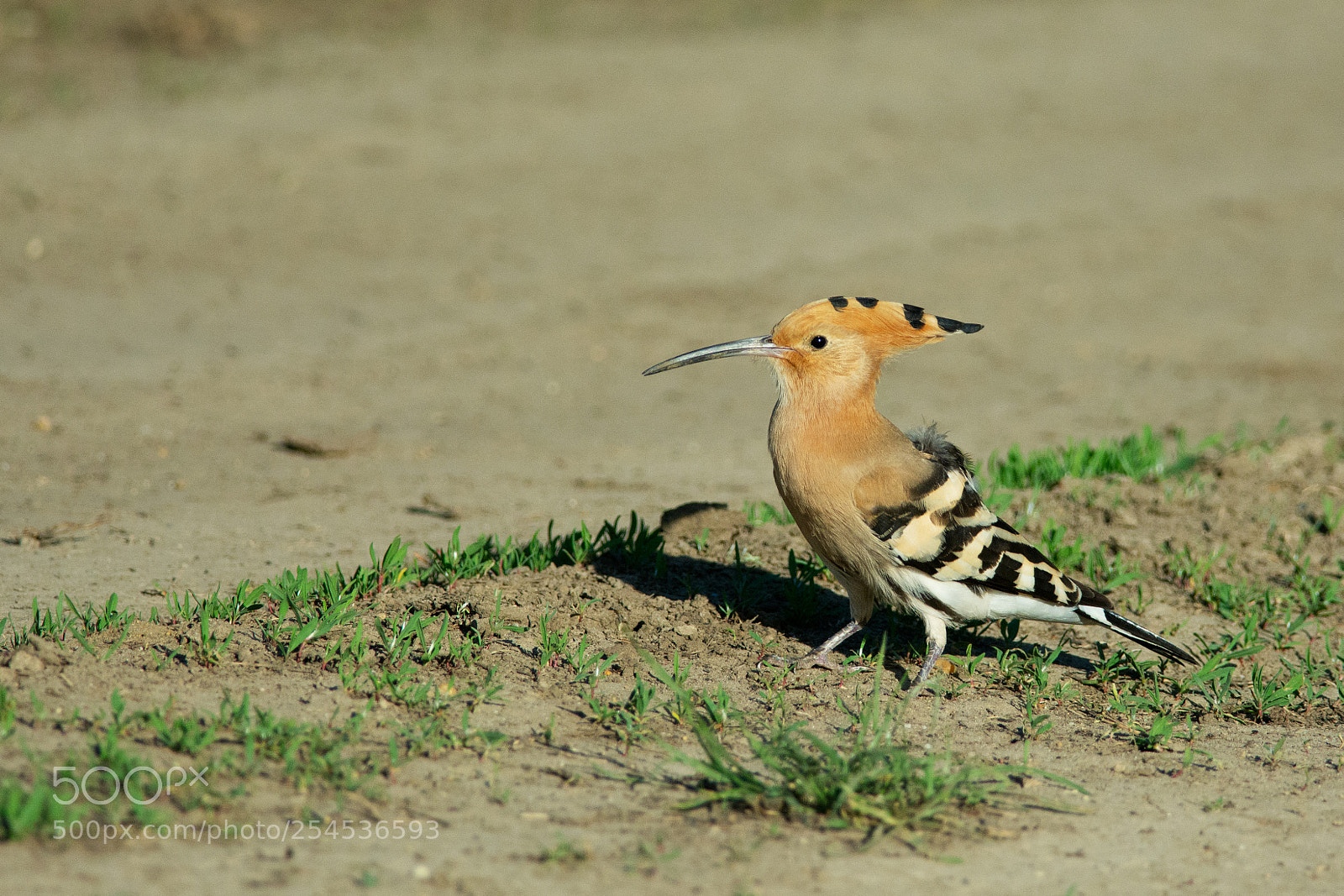 Nikon D7100 sample photo. Hoopoe, budapest photography