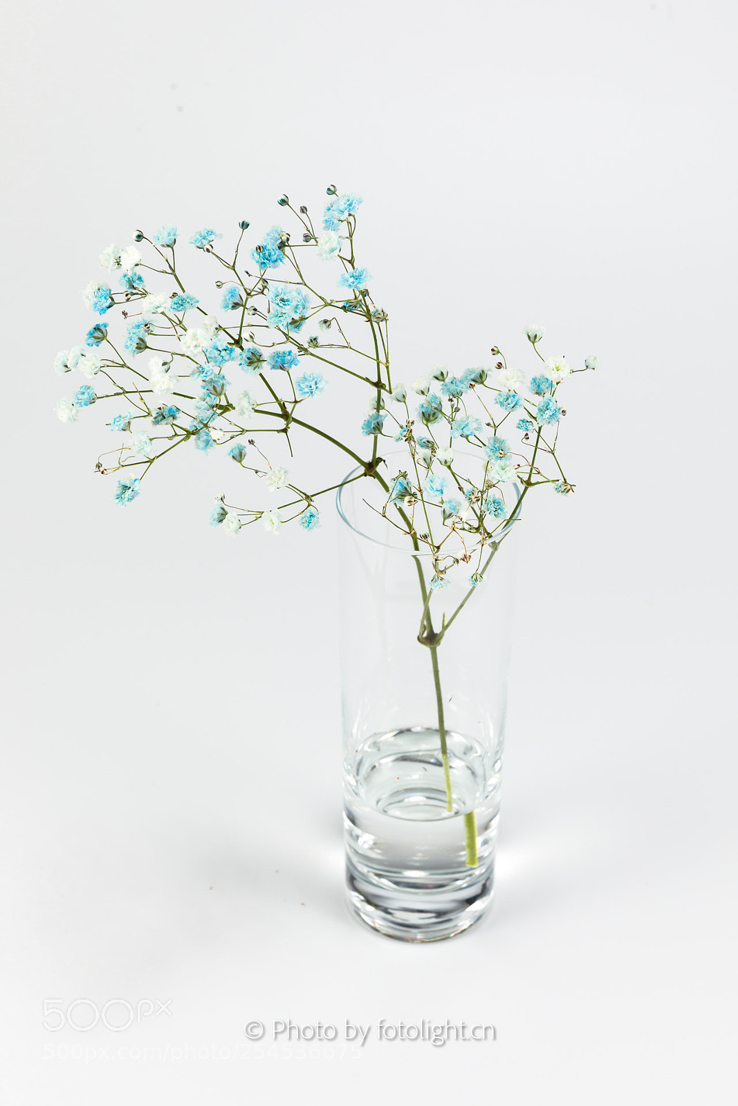 Canon EOS 5D Mark IV sample photo. Starflower photography