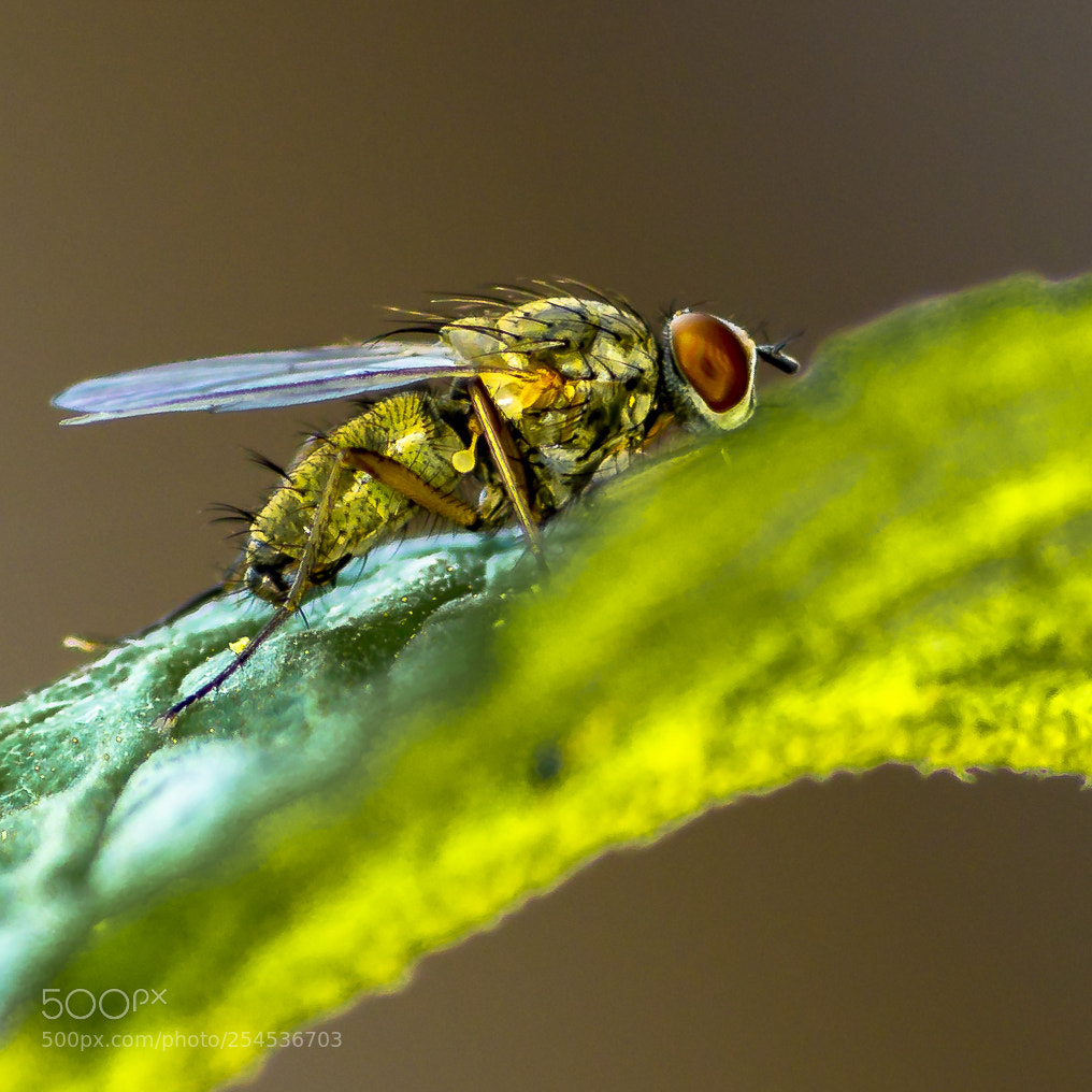 Sony SLT-A58 sample photo. Fly photography