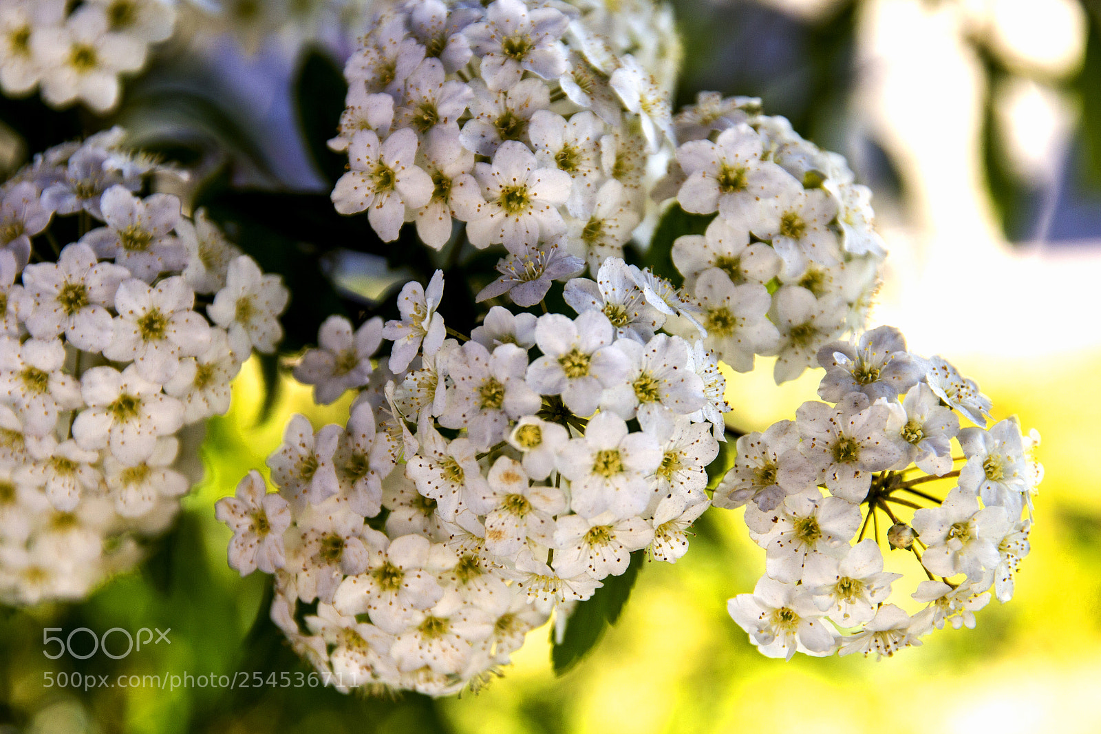 Canon EOS 60D sample photo. Tinn photography