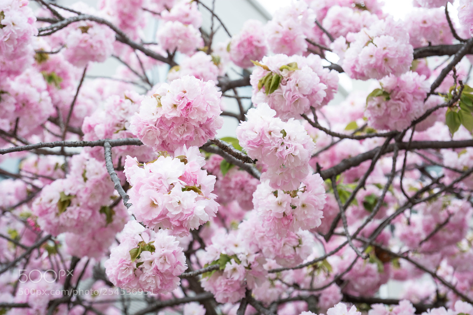 Nikon D5200 sample photo. Cherry blossom season photography