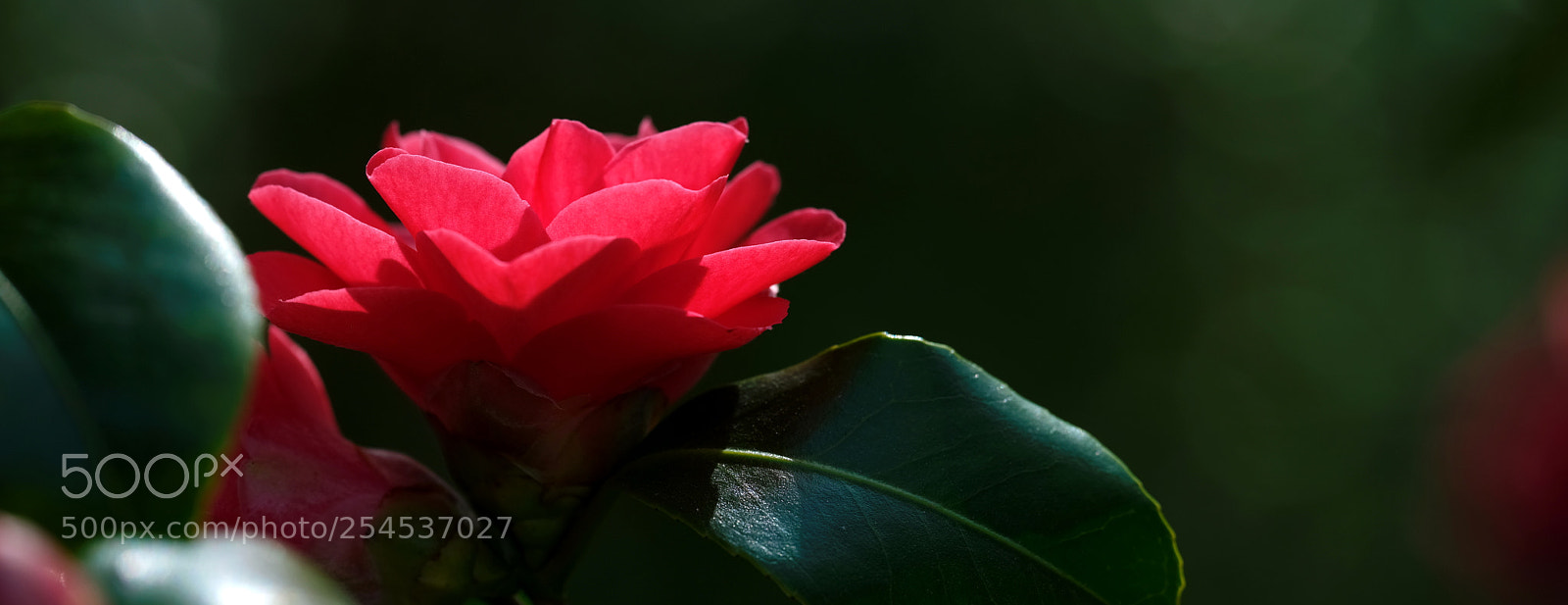 Fujifilm GFX 50S sample photo. Sunbath ii photography