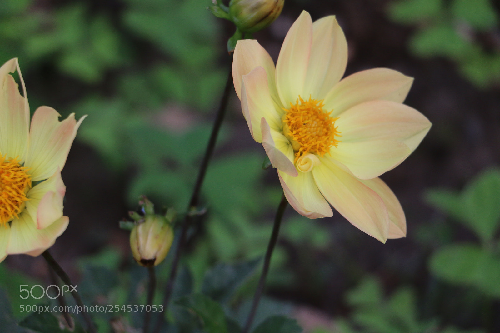 Canon EOS 70D sample photo. Flowers photography