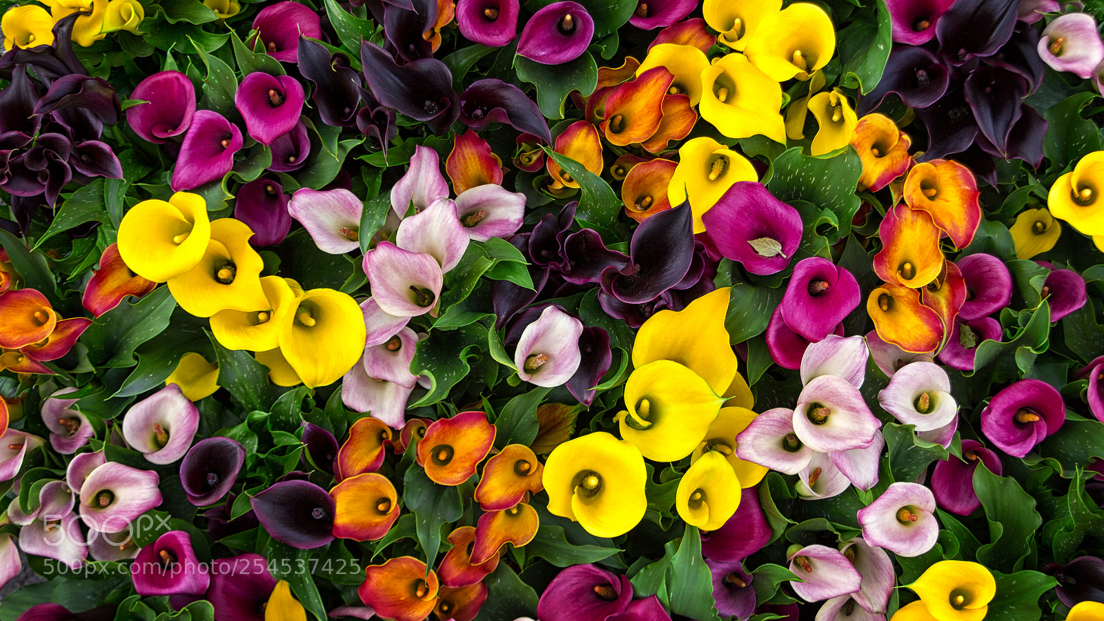 Canon EOS 600D (Rebel EOS T3i / EOS Kiss X5) sample photo. Zantedeschia photography