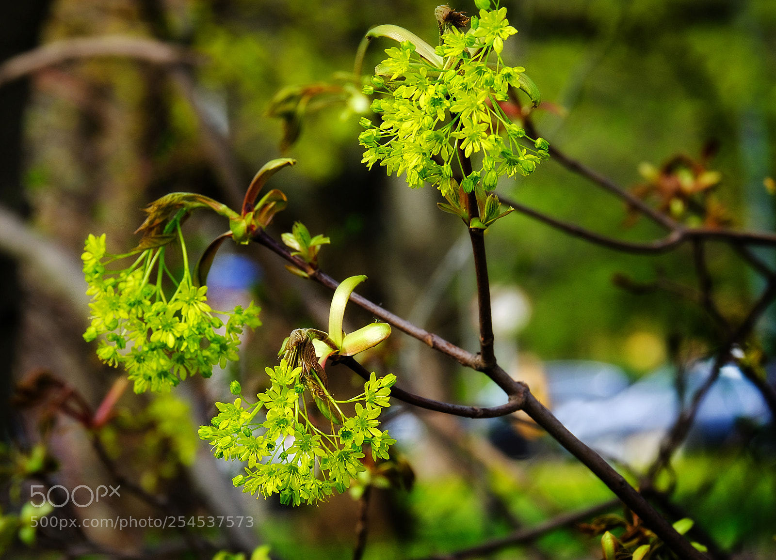Fujifilm X-T20 sample photo. Blossoming of a maple photography