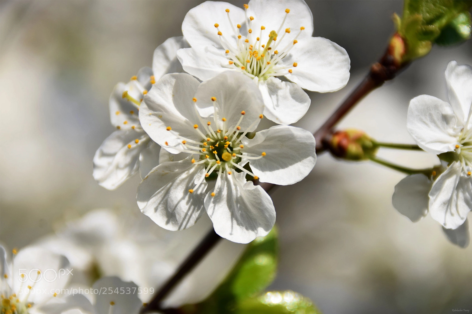Nikon D5300 sample photo. Fleurs de cerisier photography