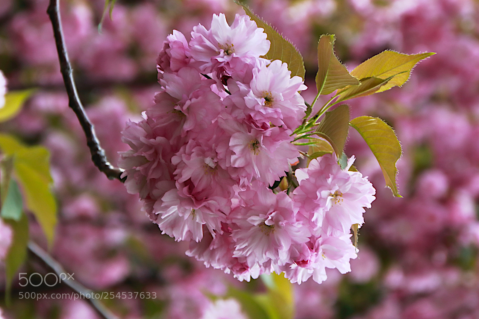 Canon EOS 80D sample photo. Rosa-rosa photography