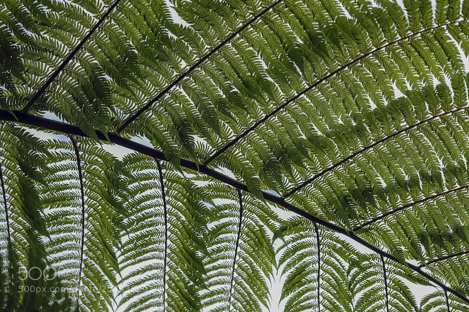 Fujifilm X-T2 sample photo. Silver fern photography