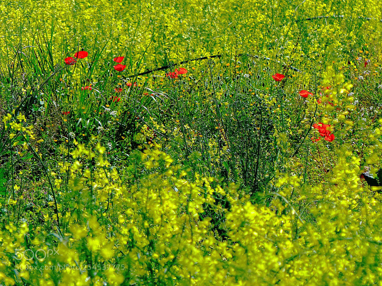 Panasonic Lumix DMC-FZ200 sample photo. Spring colours photography