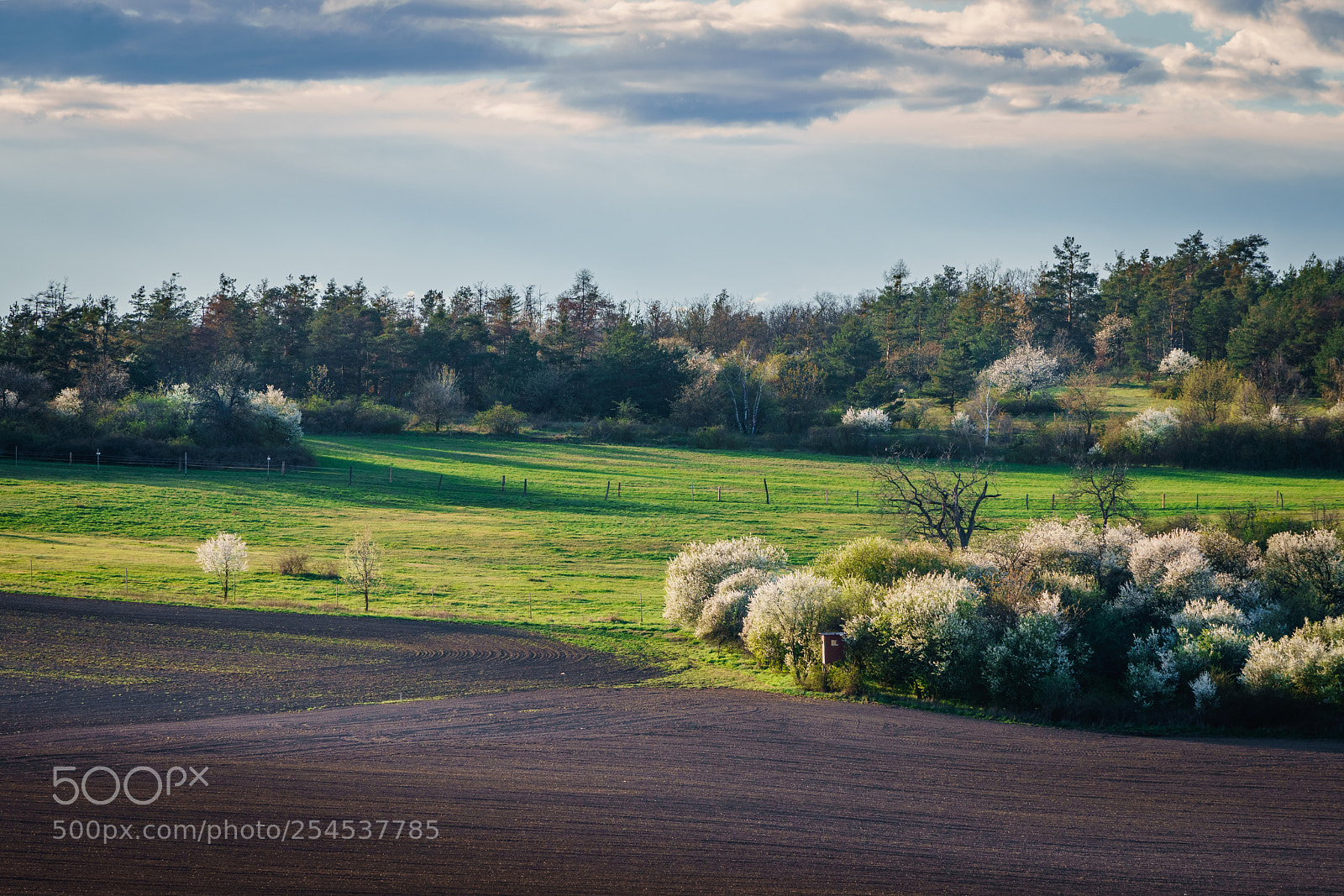 Sony a6500 sample photo. Spring on fields photography