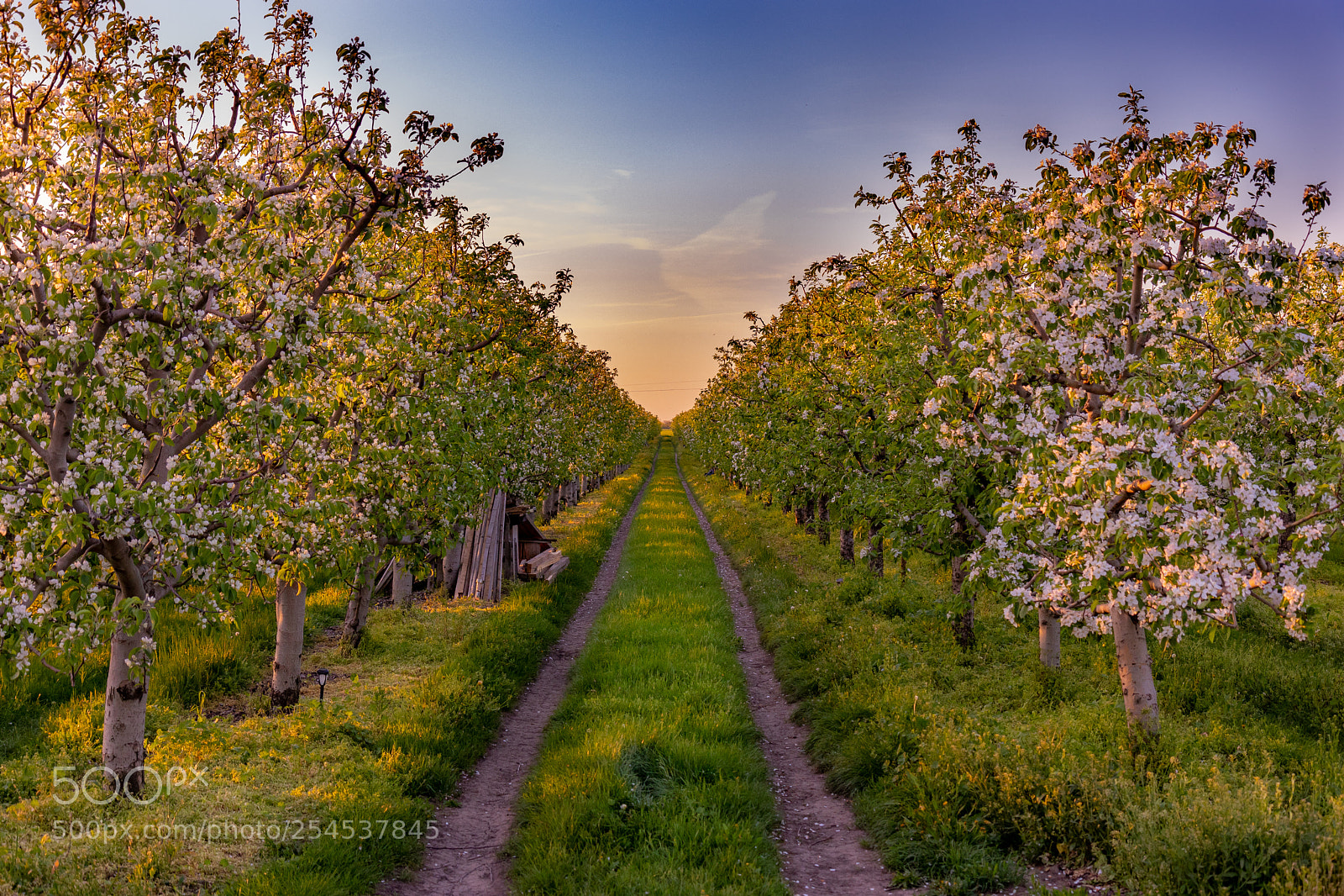 Canon EOS 80D sample photo. Applefield in sunset photography