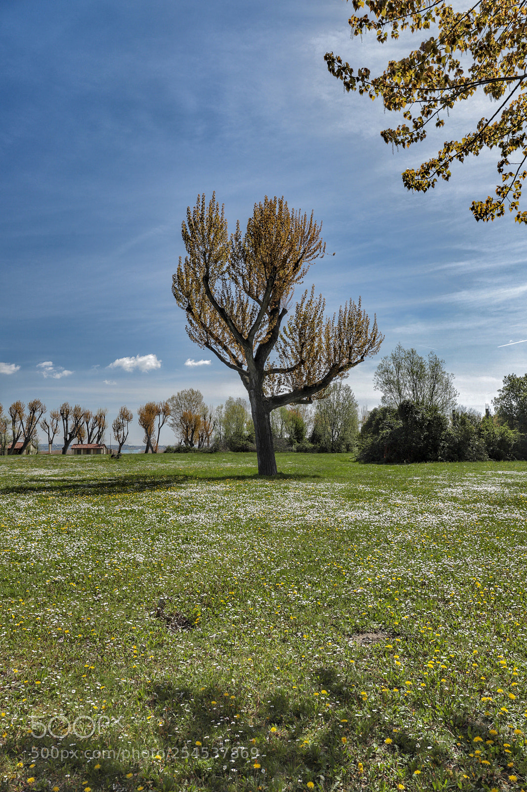 Canon EOS 6D Mark II sample photo. Beautiful  spring  photography