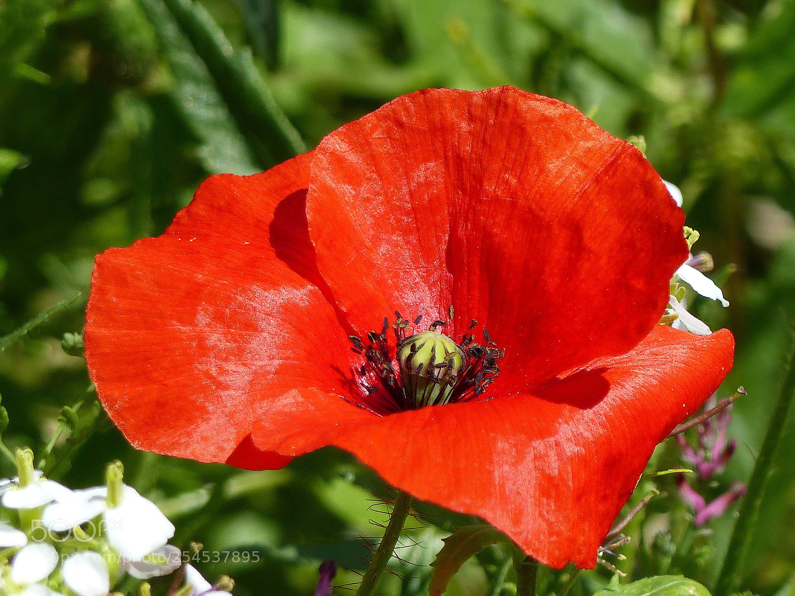 Panasonic Lumix DMC-FZ200 sample photo. Rosella photography