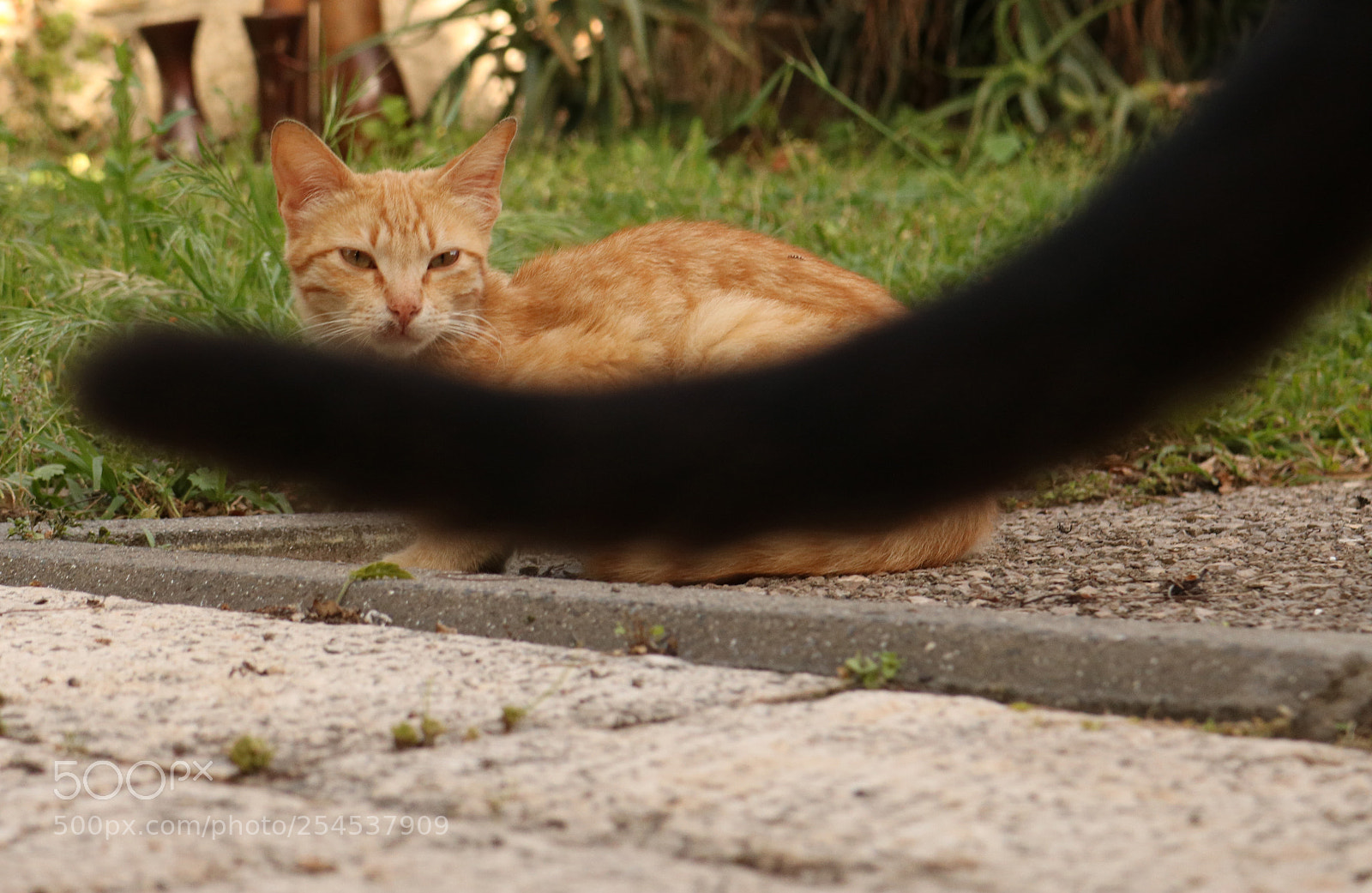 Canon EOS 750D (EOS Rebel T6i / EOS Kiss X8i) sample photo. I don't like the photography