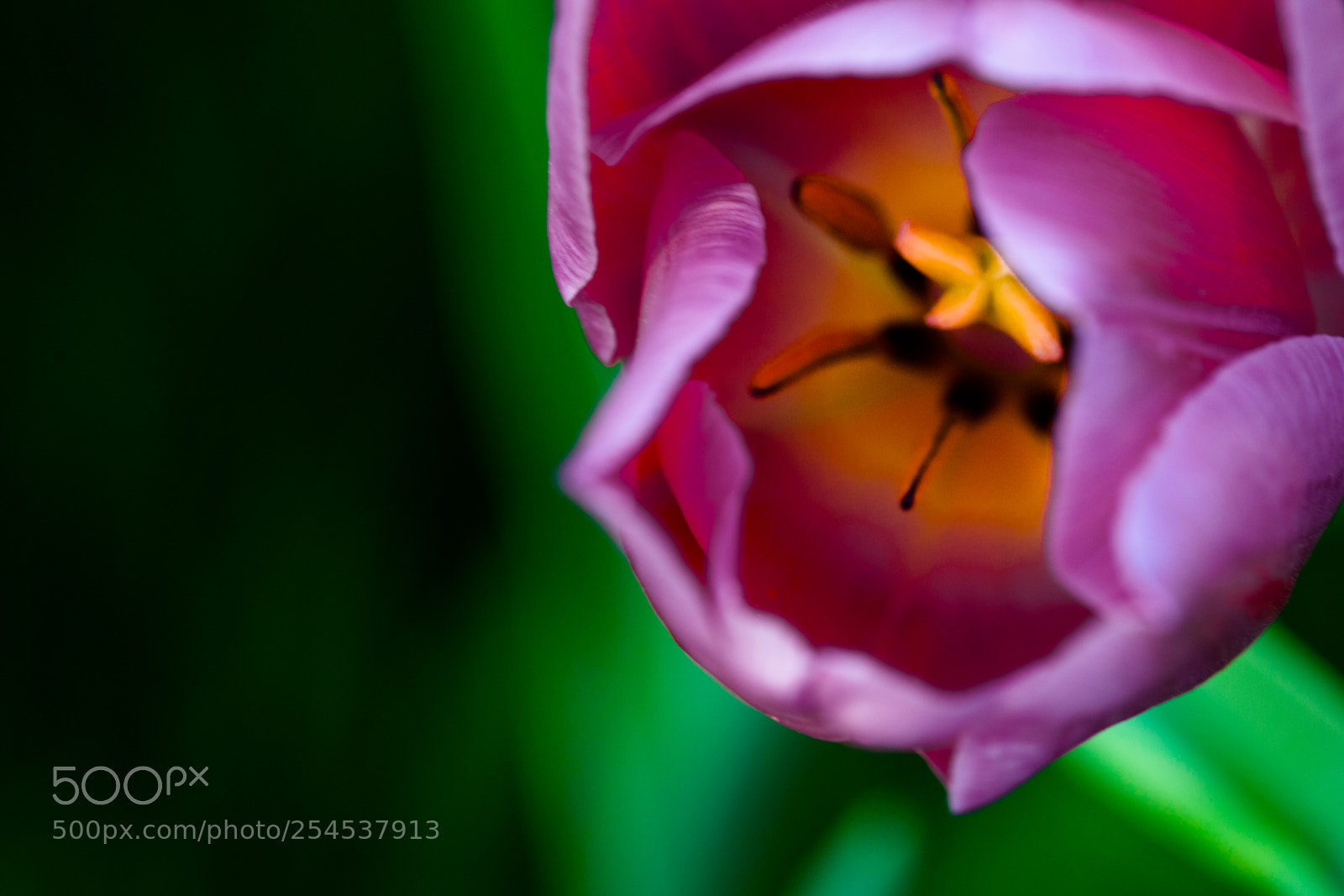 Canon EOS 5D Mark II sample photo. Tulip photography