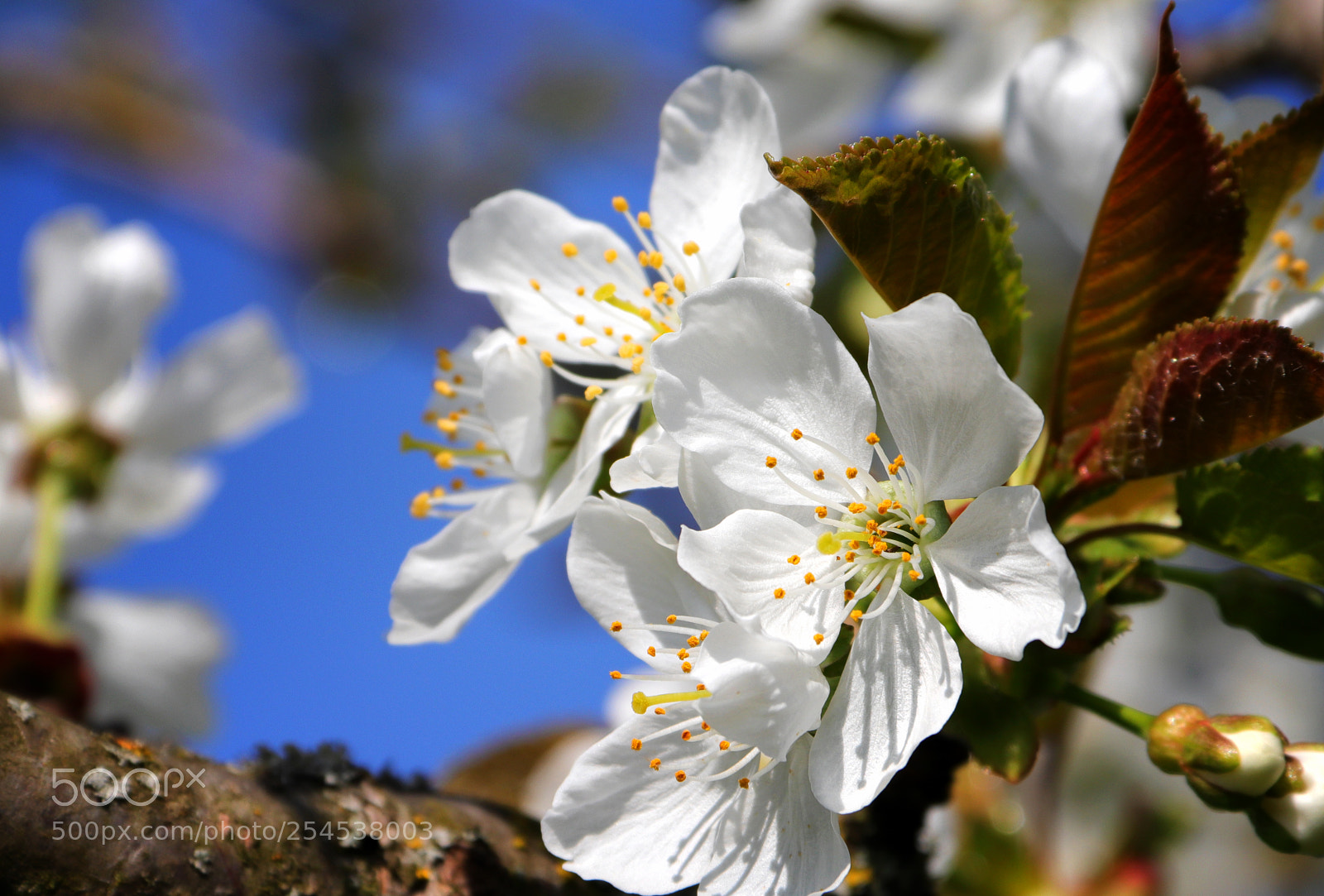 Canon EOS 200D (EOS Rebel SL2 / EOS Kiss X9) sample photo. Cherry blossom photography