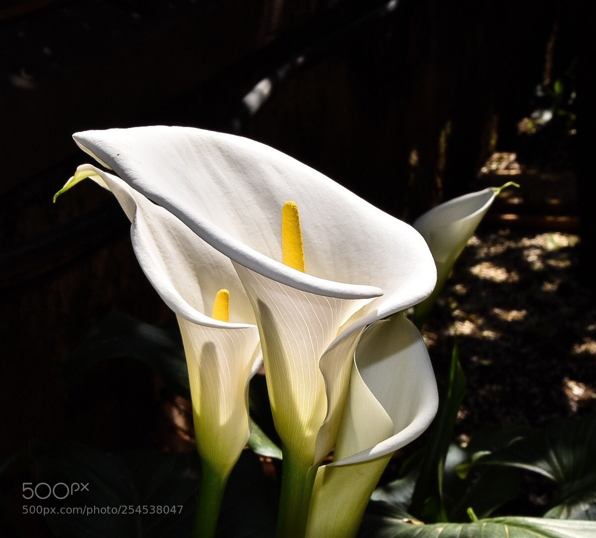 Nikon D3400 sample photo. The flowering of the photography