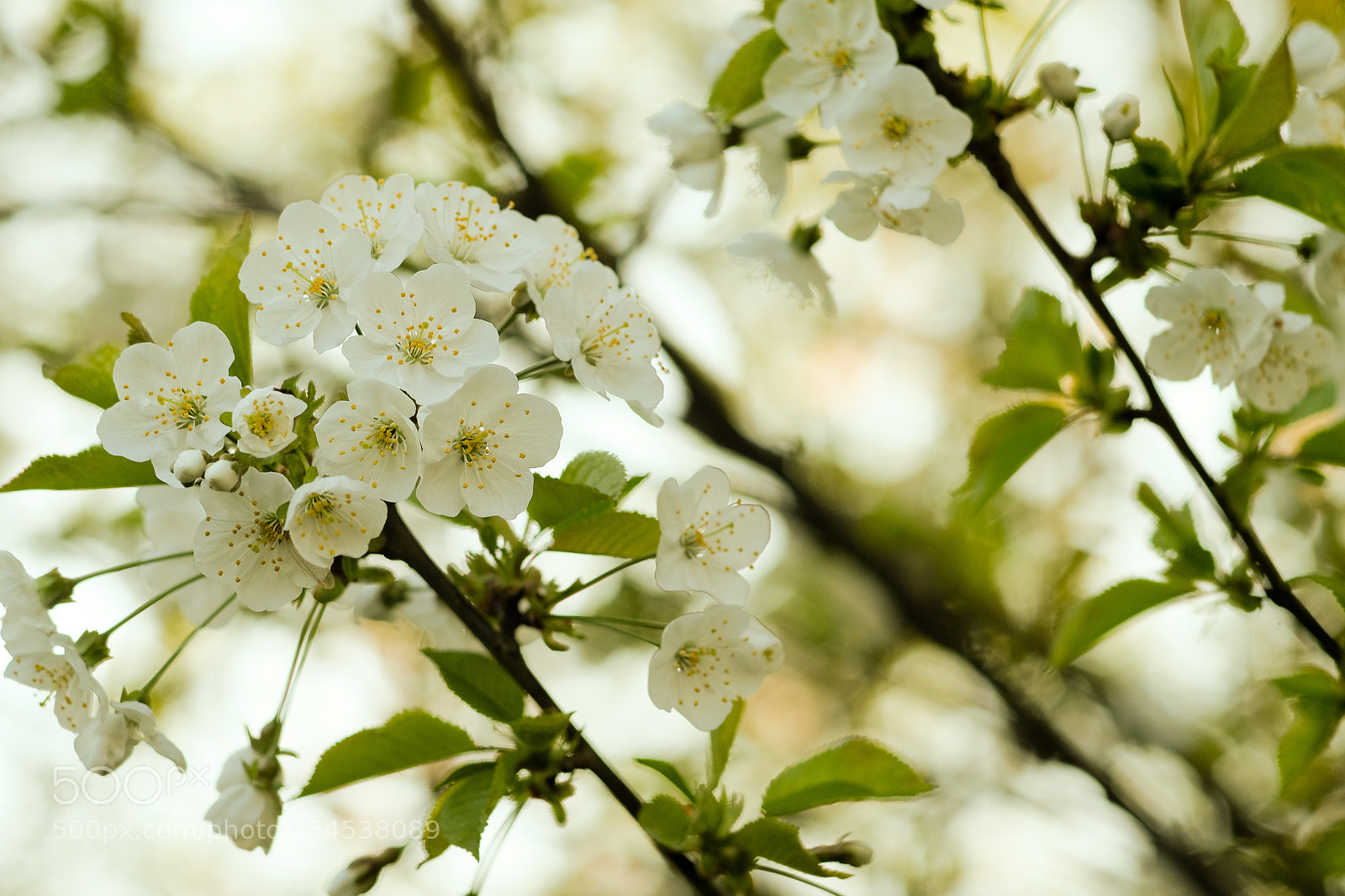 Fujifilm X-T10 sample photo. Another spring blooming photography
