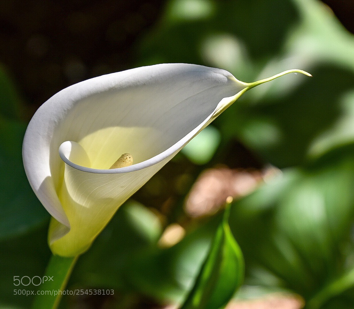 Nikon D3400 sample photo. The flowering of the photography