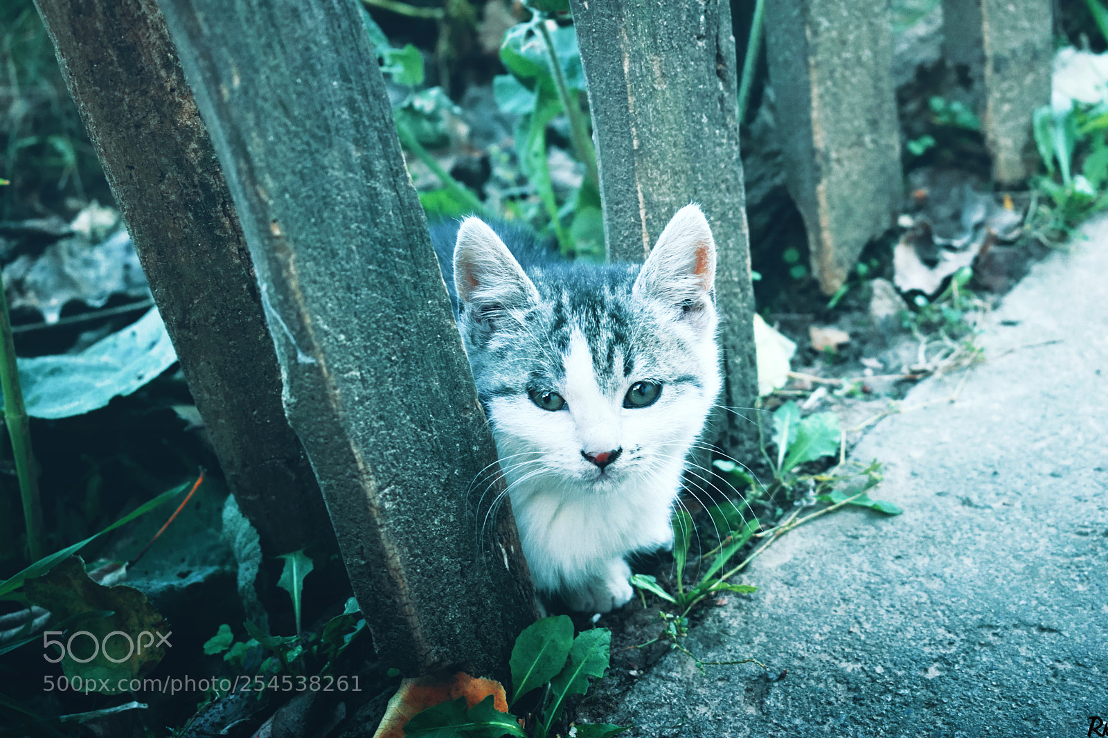Nikon D3300 sample photo. Kitty @catsedition10 photography