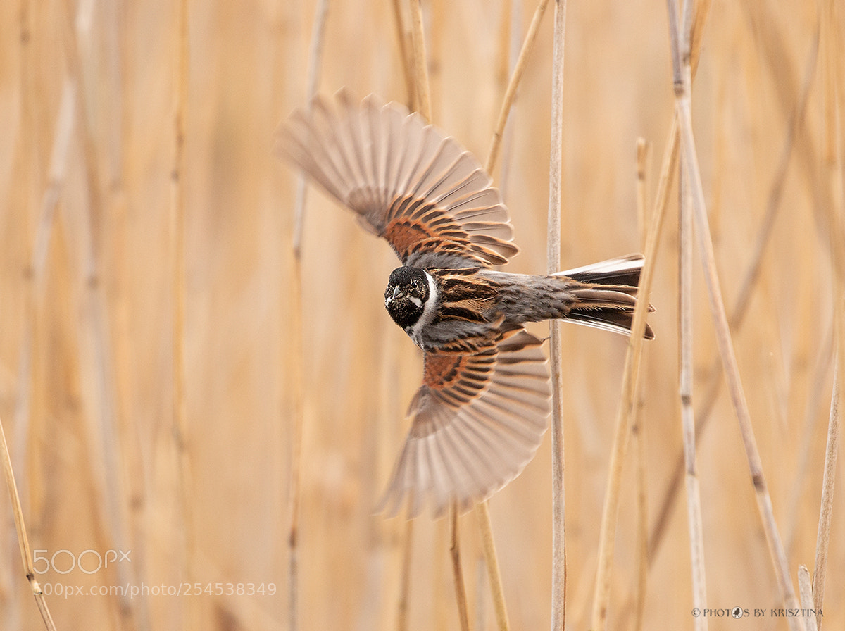 Canon EOS 70D sample photo. Common reed bunting photography