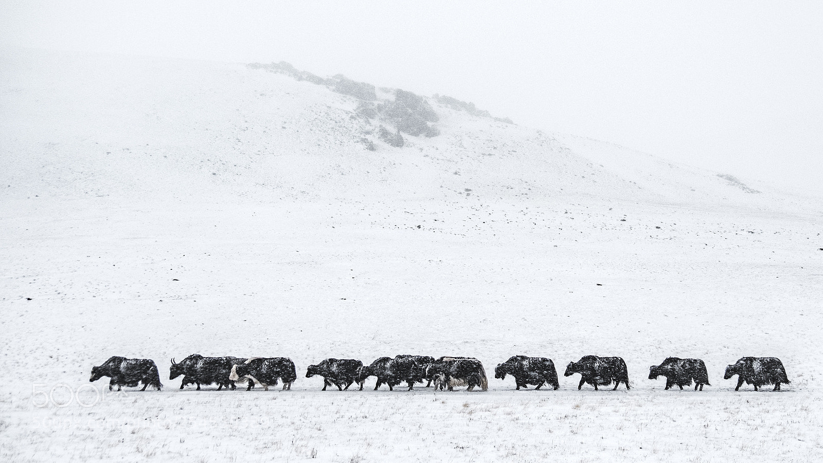 Fujifilm X-T2 sample photo. Yaks on the move photography