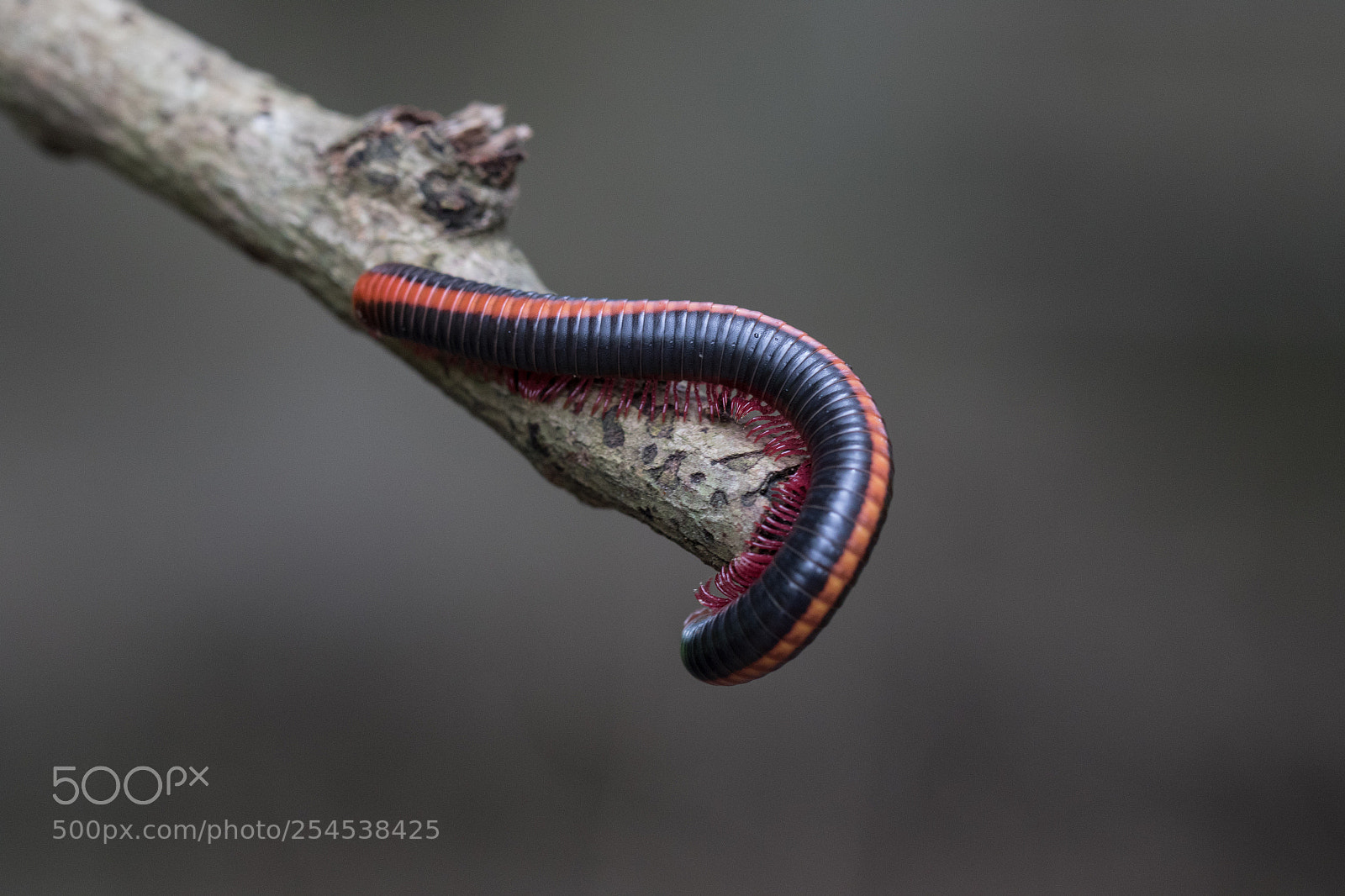 Canon EOS 7D Mark II sample photo. Millipedes photography