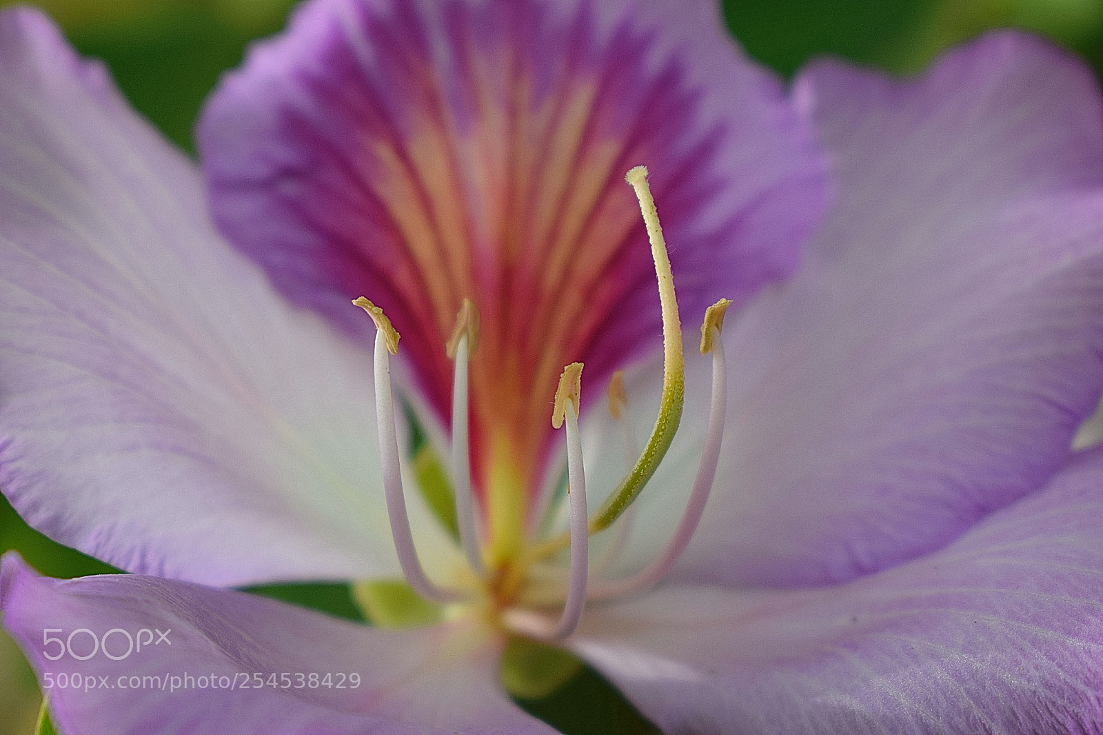 Nikon D5300 sample photo. Macro photography