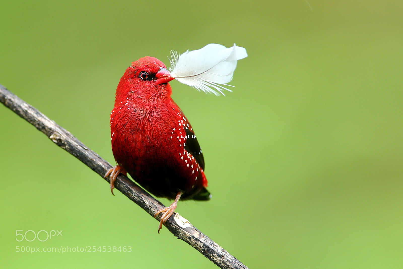 Canon EOS-1D X sample photo. Red munia with feathers photography