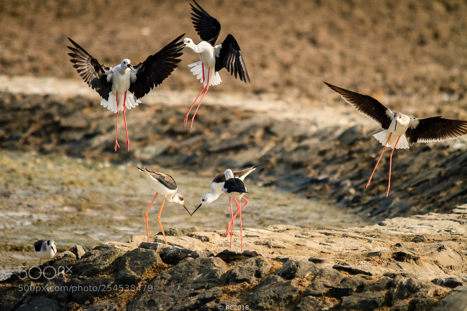 Canon EOS 7D sample photo. Stilts photography