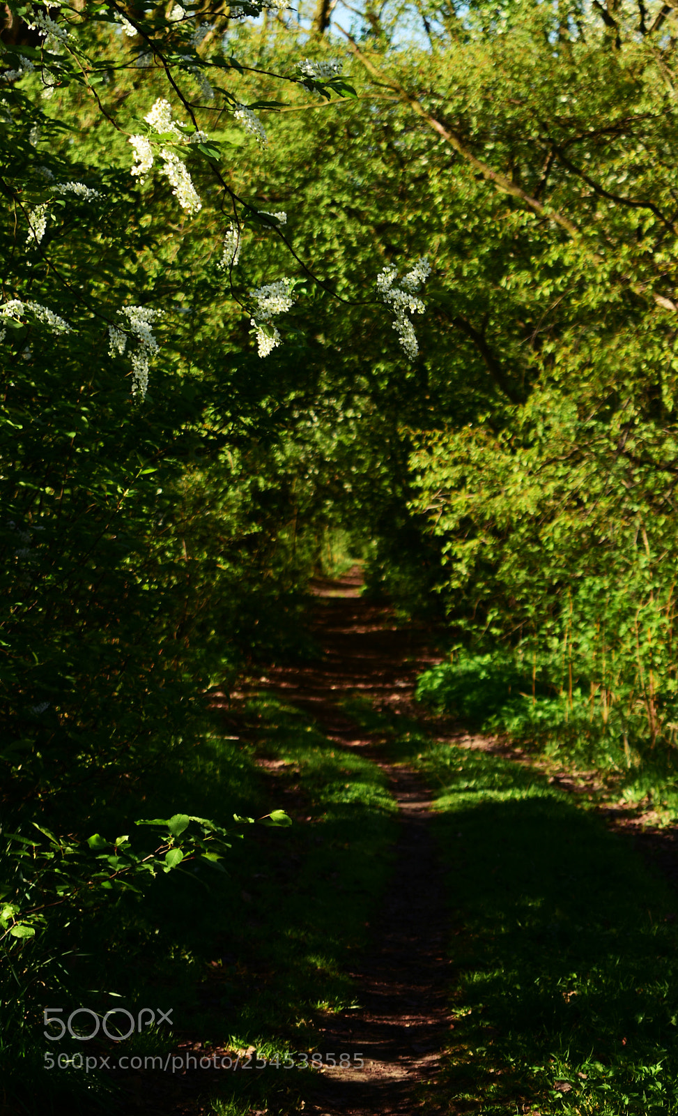 Nikon D3400 sample photo. Forest photography