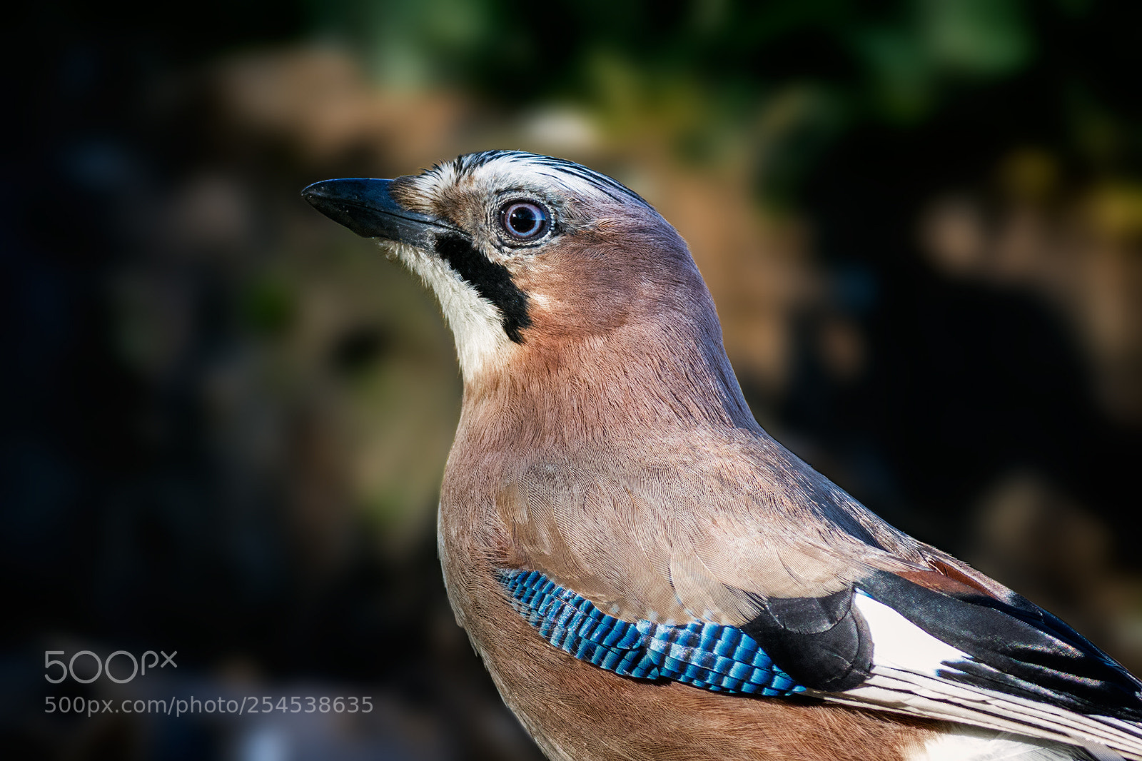 Nikon D7100 sample photo. Eurasian jay photography