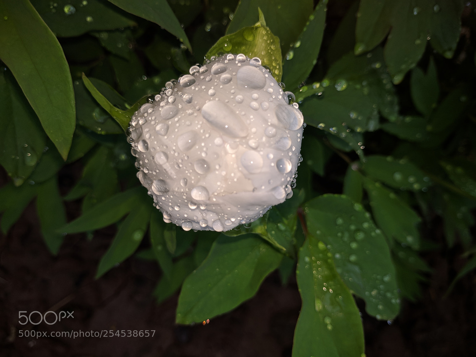 Google Nexus 6P sample photo. Untitled photography