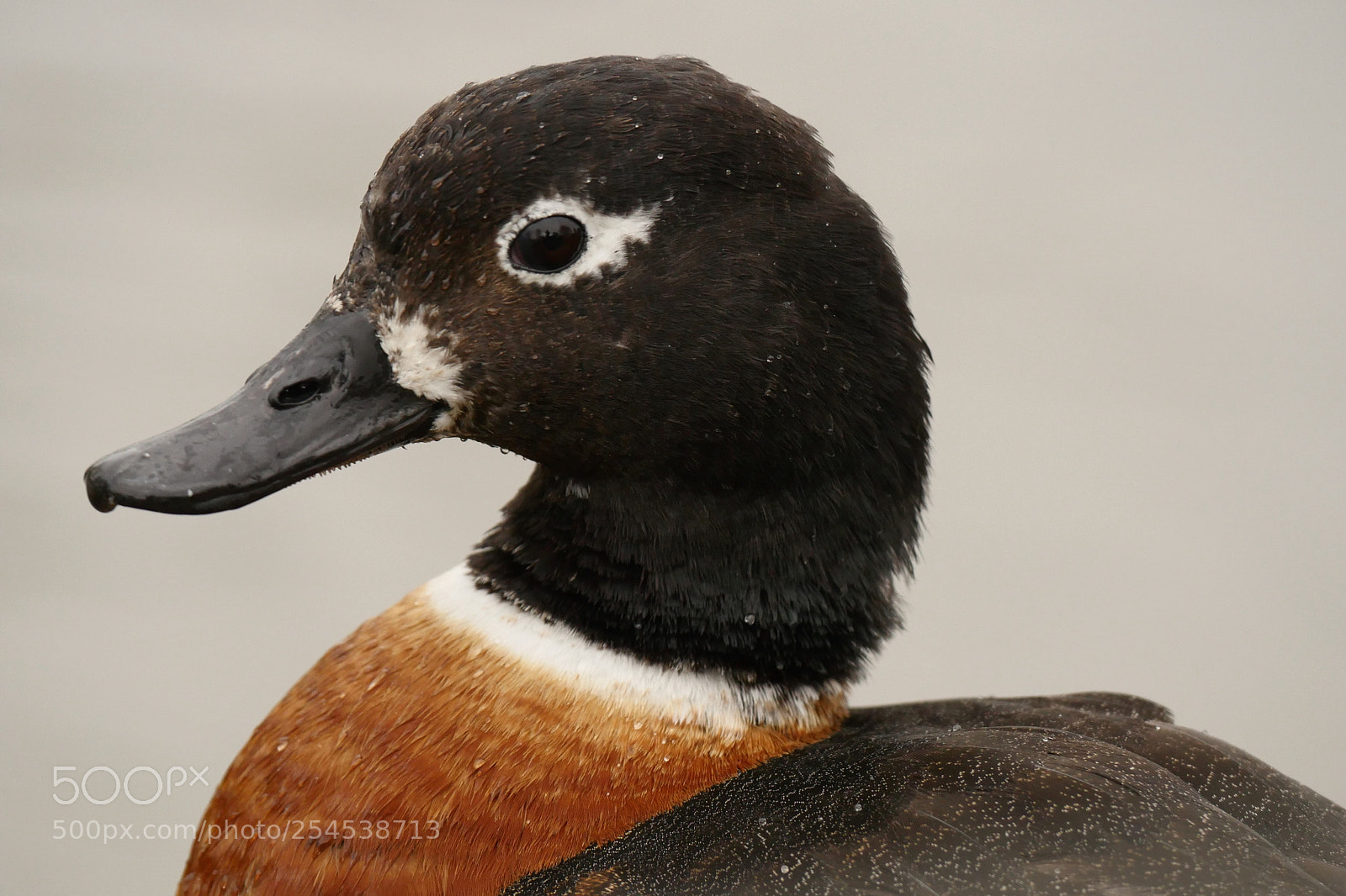 Panasonic Lumix DMC-GH4 sample photo. Australian shelduck  photography