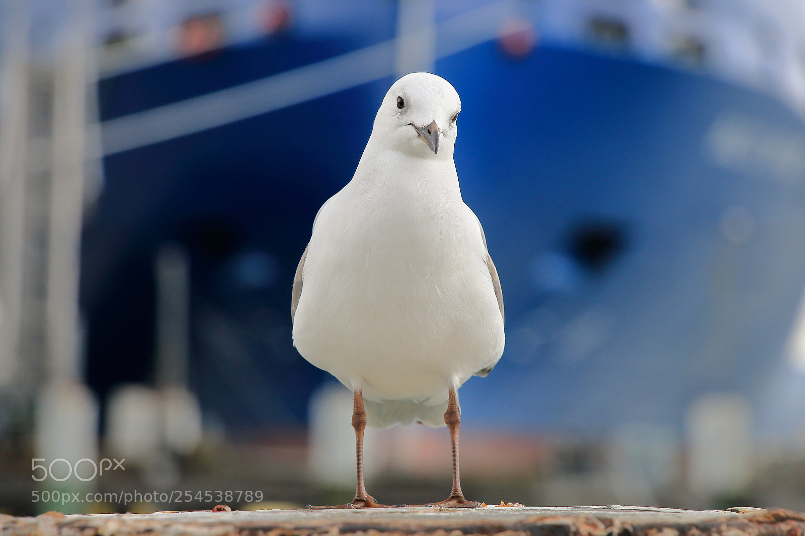 Canon EOS 70D sample photo. Seagull and ship photography