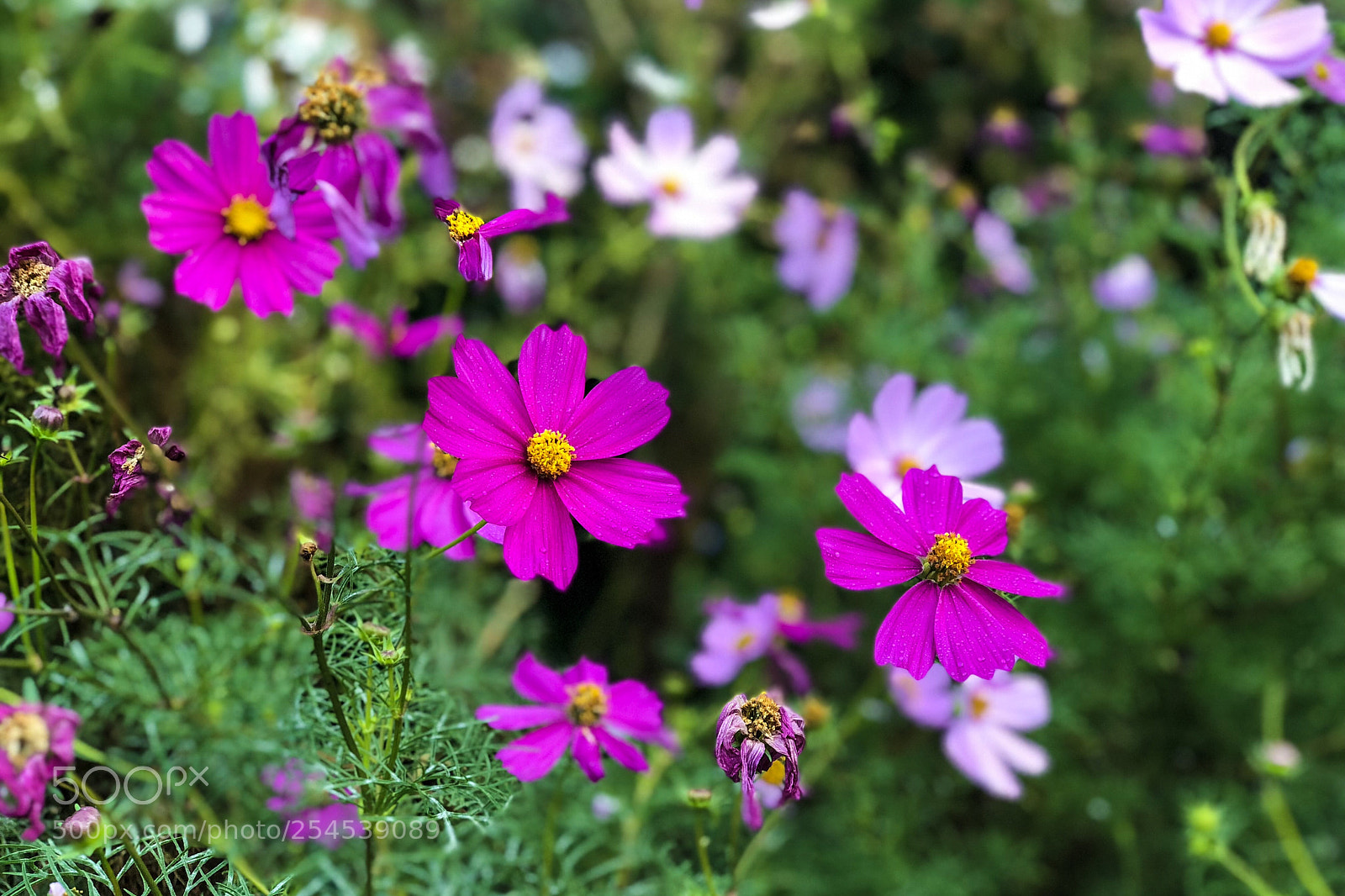Apple iPhone X sample photo. The tiny autumn flowers photography