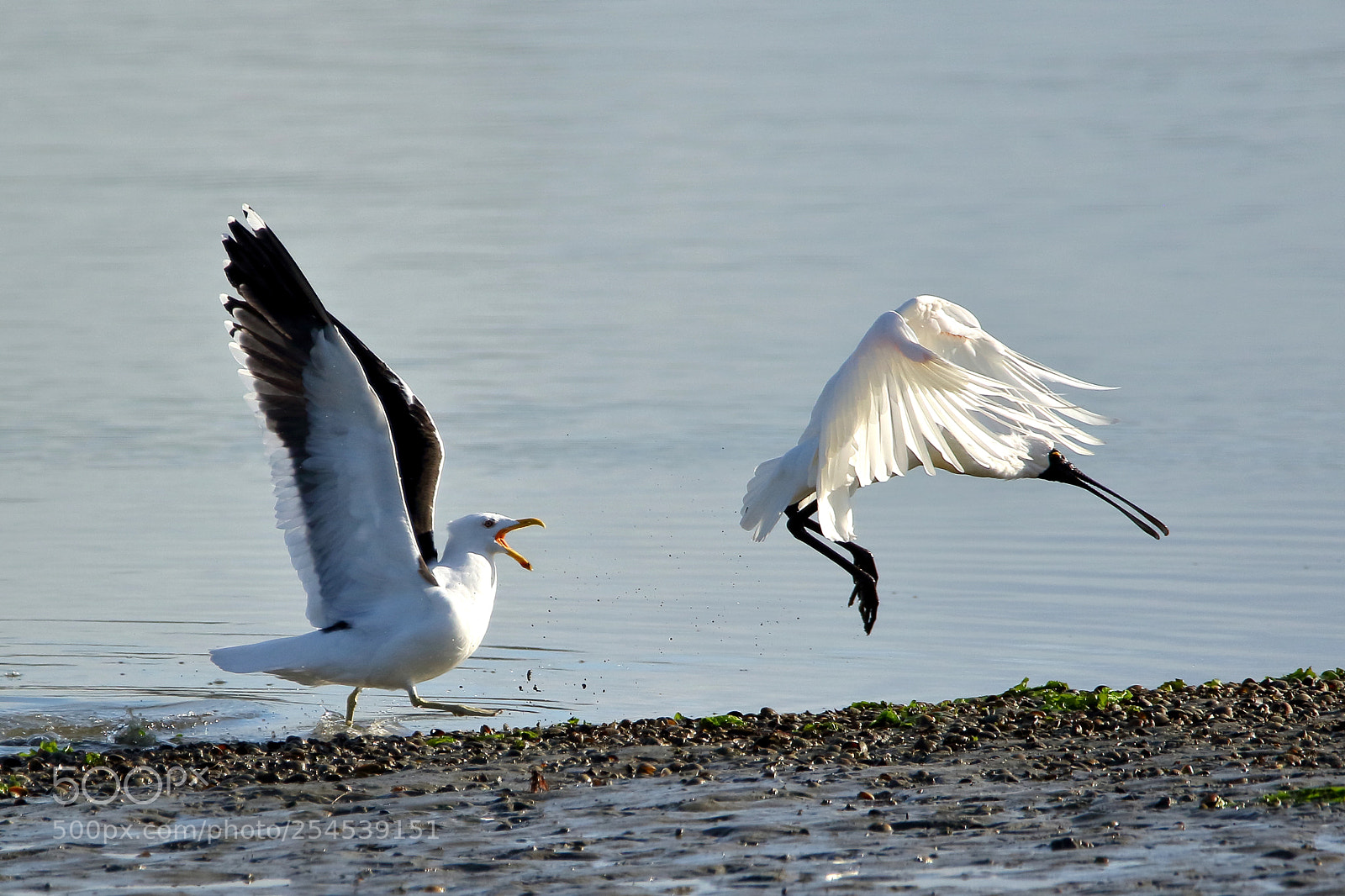 Canon EOS 7D Mark II sample photo. Gull chases spoonbill photography