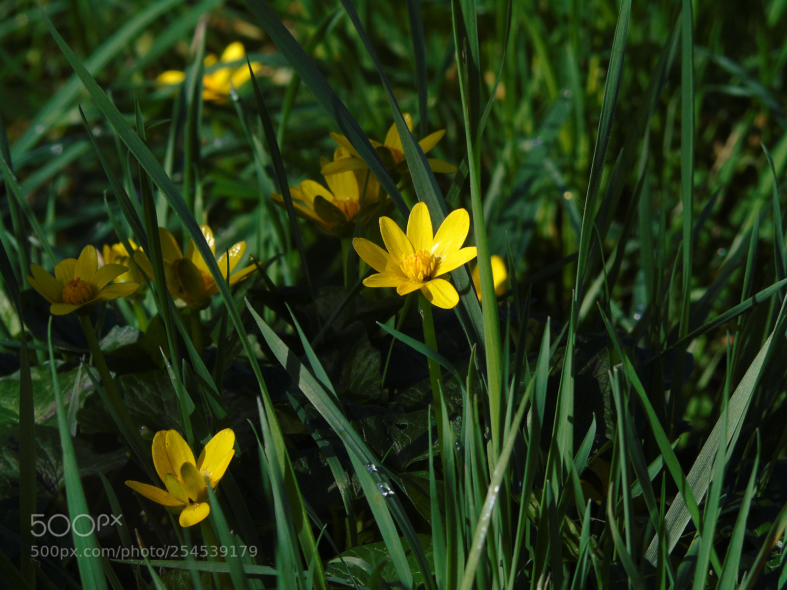 Sony Cyber-shot DSC-H400 sample photo. Yellow flowers, lesser celandine photography