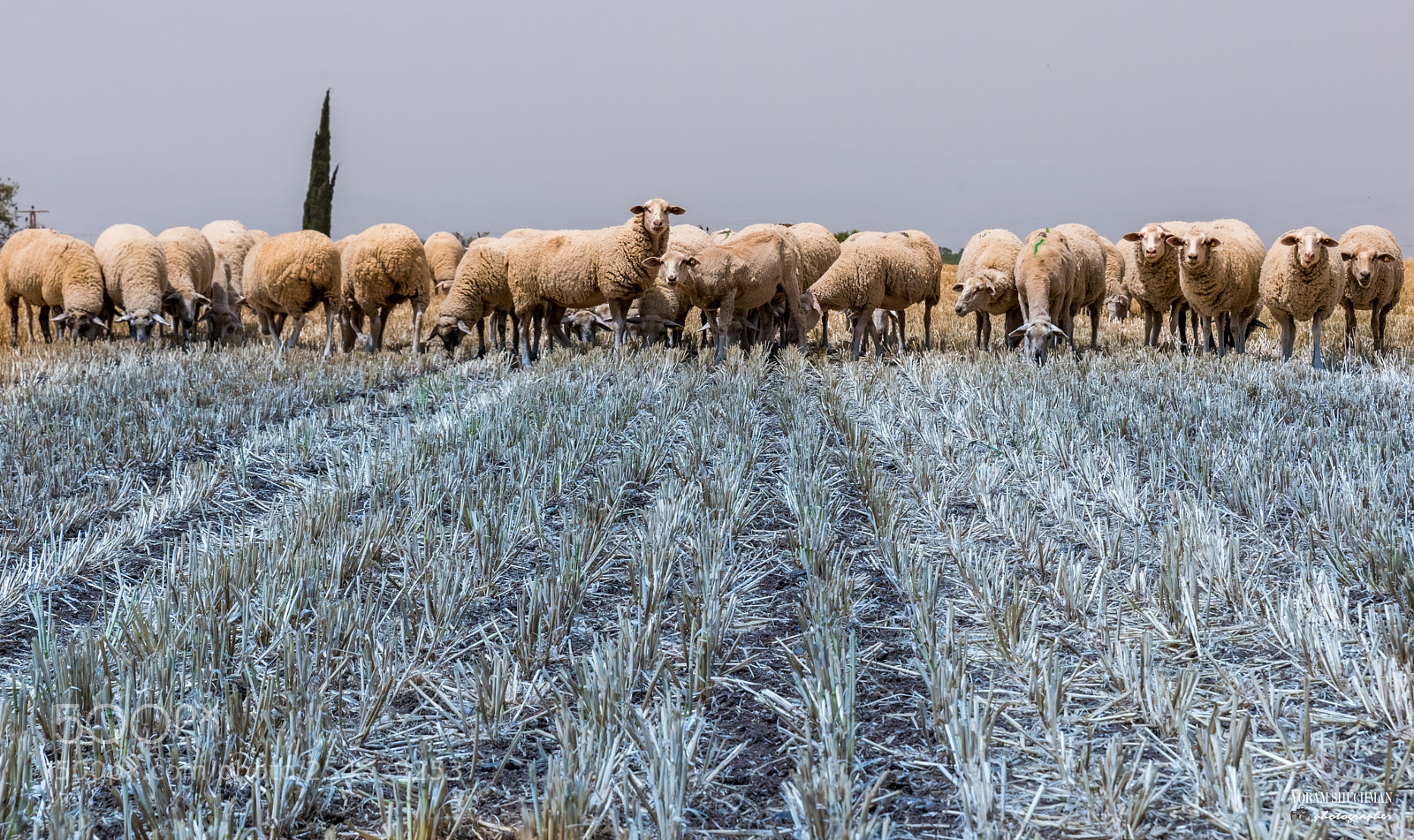 Nikon D810 sample photo. Sheep photography