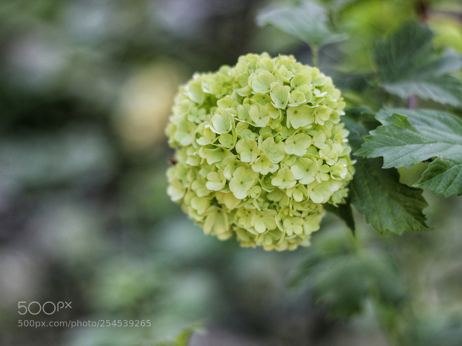 Canon EOS 600D (Rebel EOS T3i / EOS Kiss X5) sample photo. Untitled photography