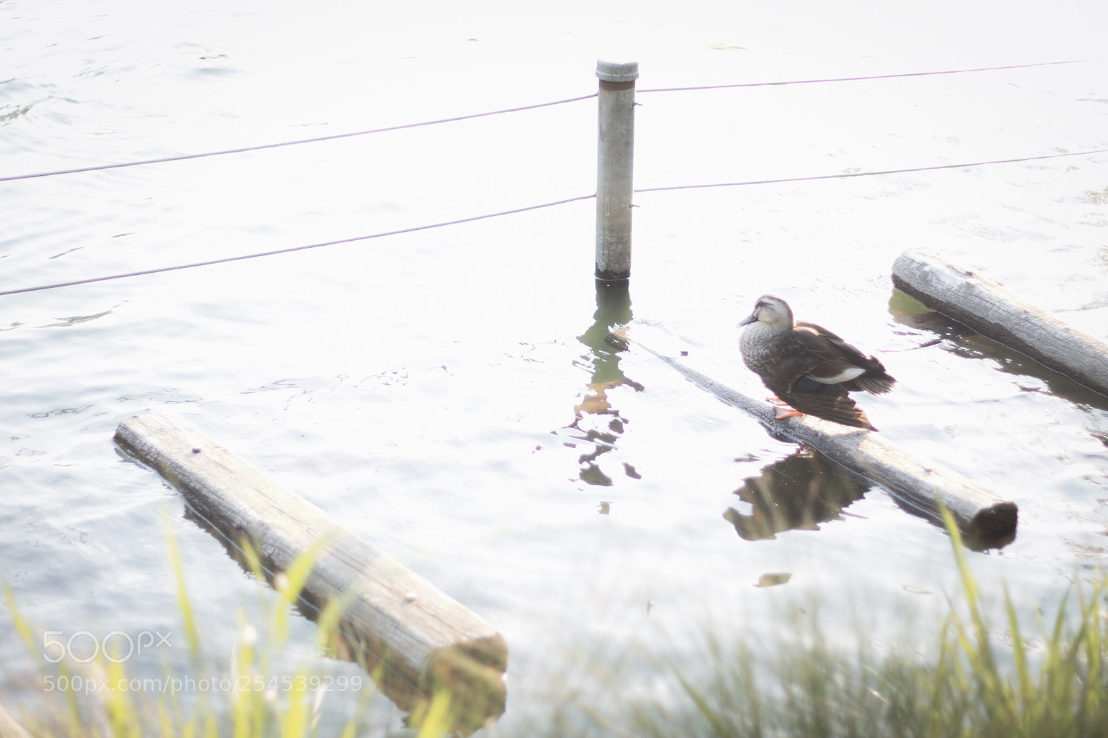 Canon EOS M5 sample photo. 2018/4/21 photography