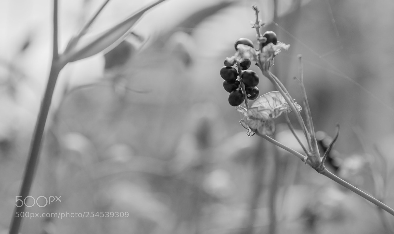 Canon EOS 5D Mark IV sample photo. Untitled photography
