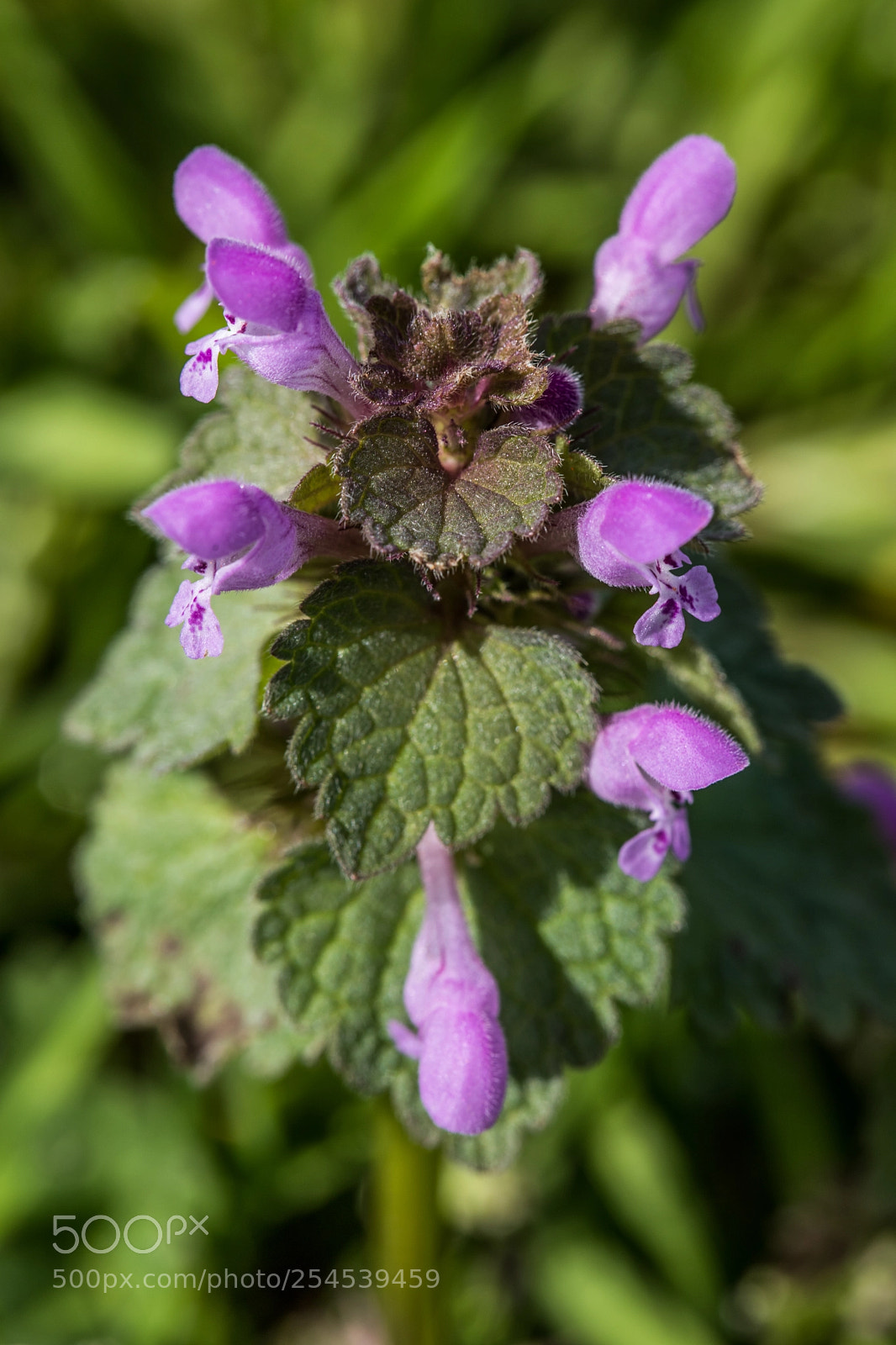 Canon EOS 6D Mark II sample photo. A purple dead-nettle photography