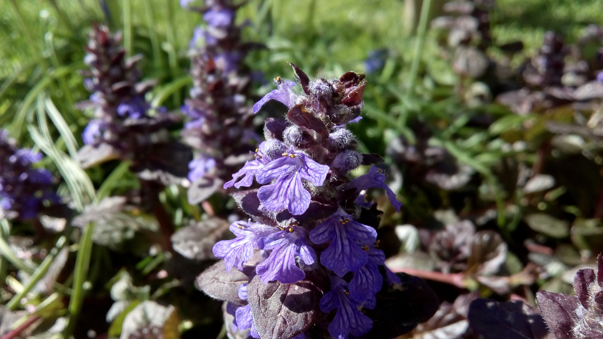 Lenovo VIBE K10 sample photo. Purple flower photography