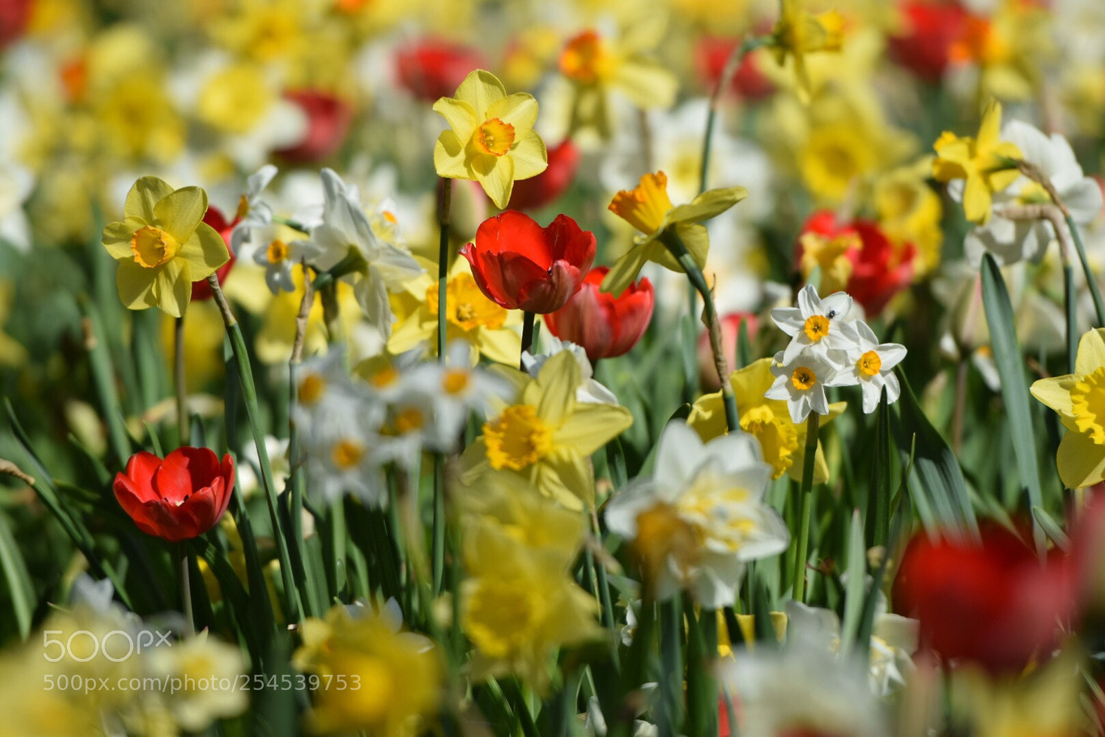 Nikon D5300 sample photo. Flower time  photography