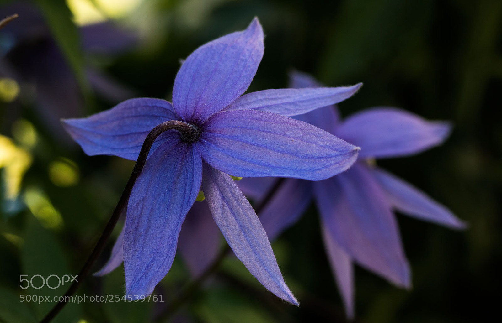 Canon EOS 750D (EOS Rebel T6i / EOS Kiss X8i) sample photo. Clematis montana open photography