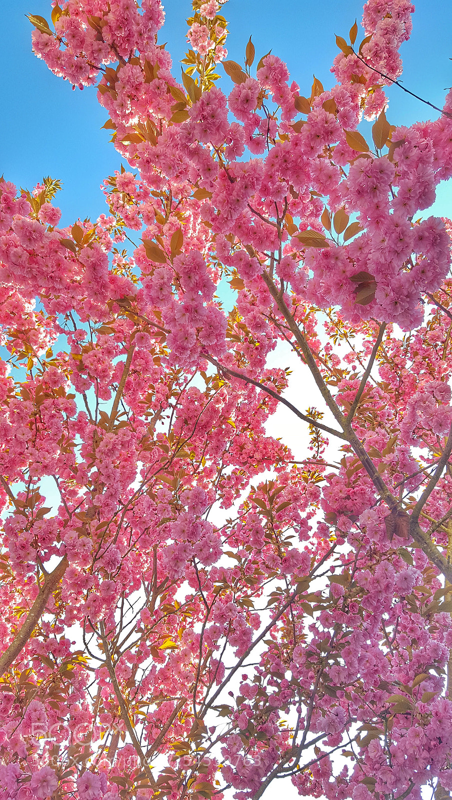 Samsung Galaxy S6 sample photo. Pink spring photography