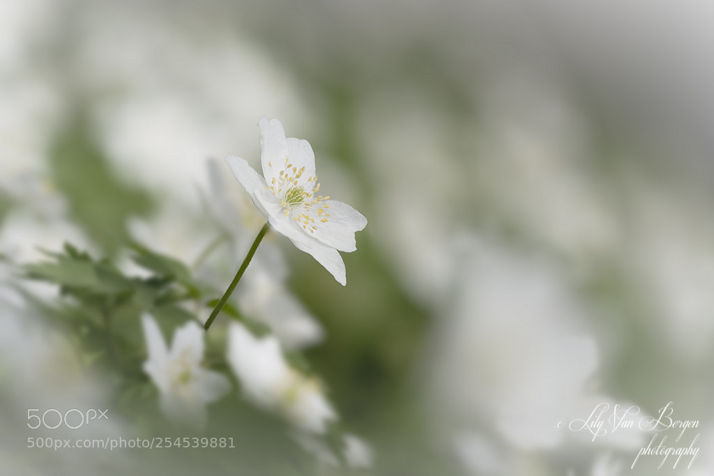Nikon D810 sample photo. One of a kind photography