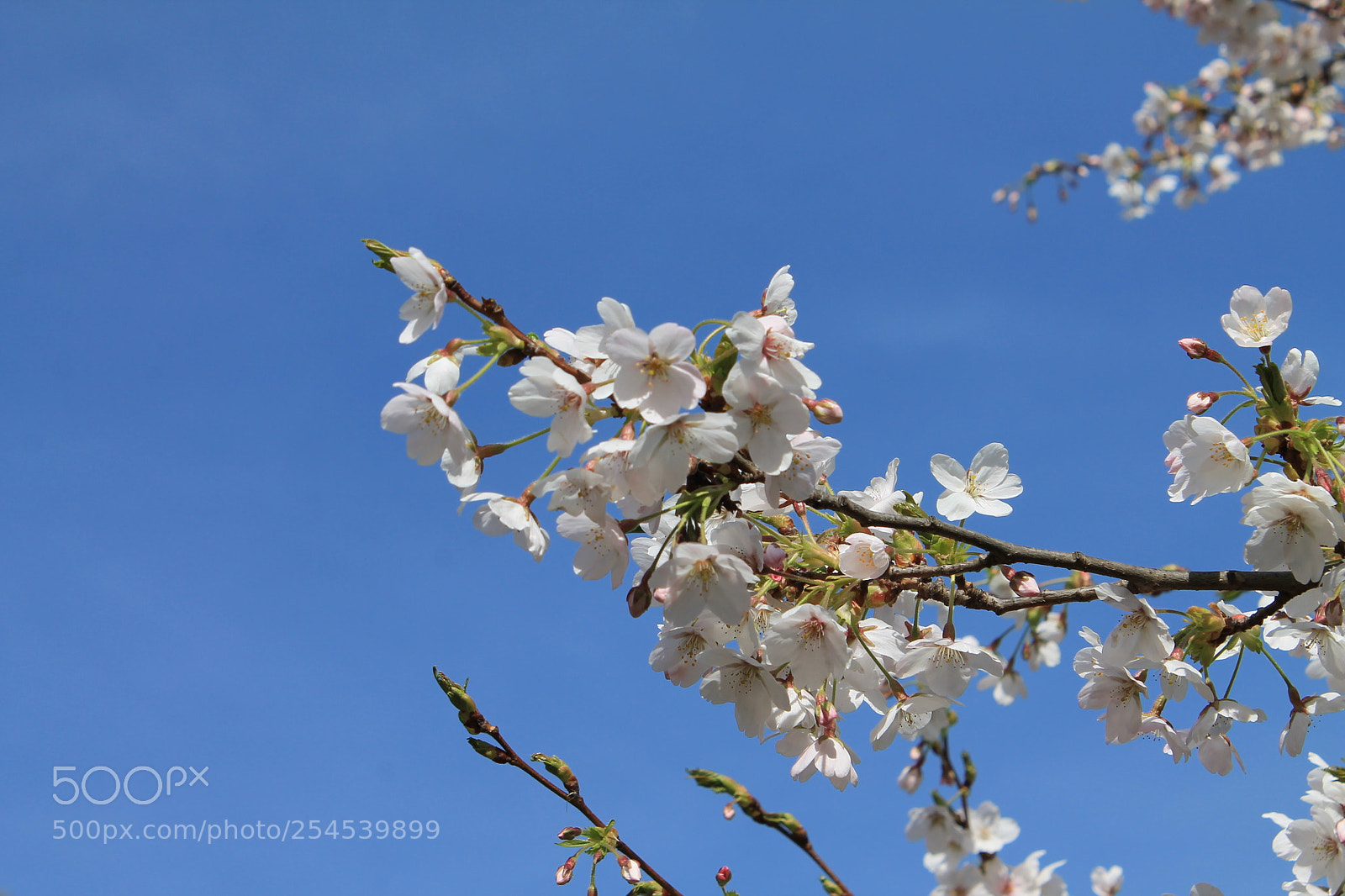 Canon EOS 1100D (EOS Rebel T3 / EOS Kiss X50) sample photo. Img photography