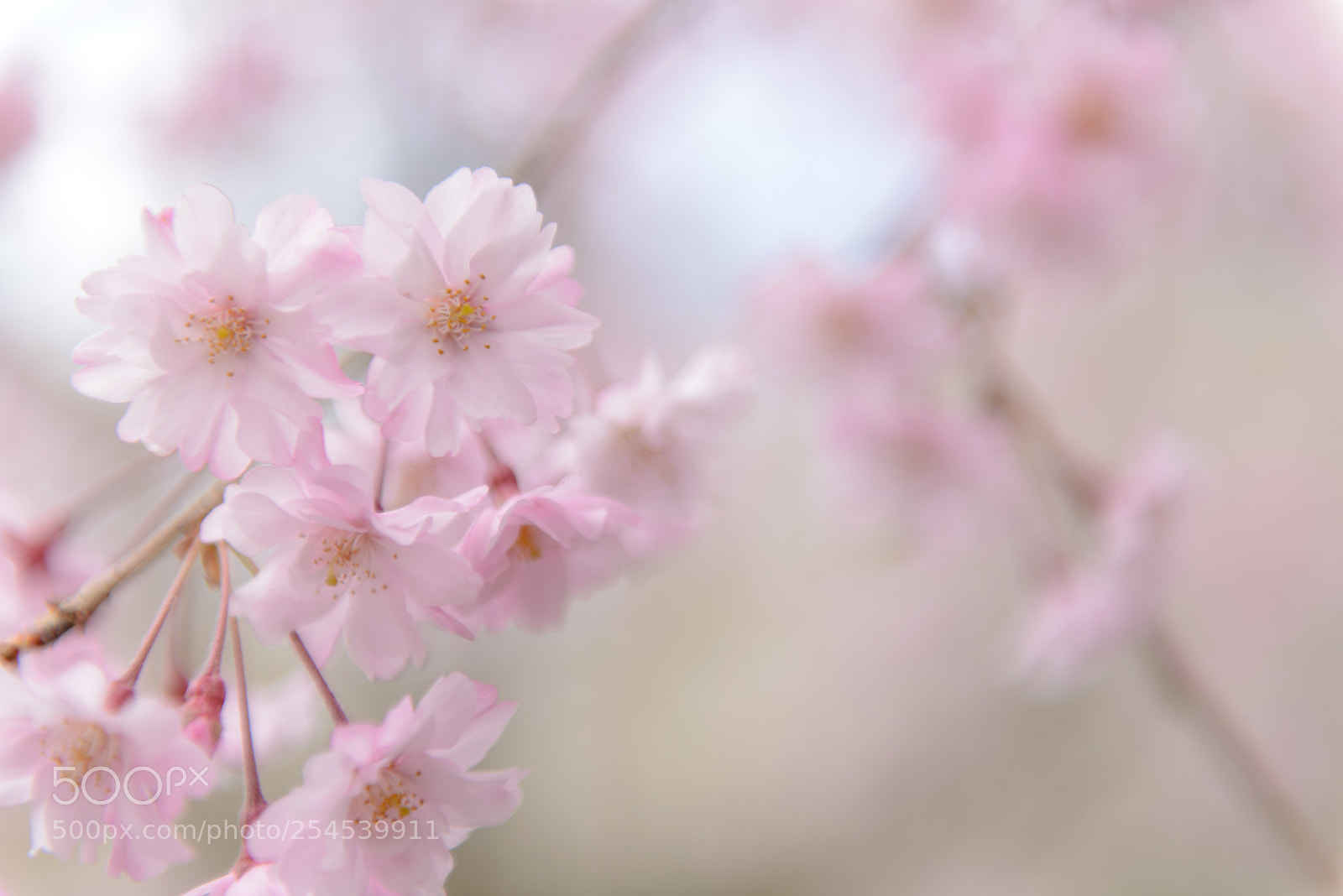 Nikon D600 sample photo. Sakura spring photography